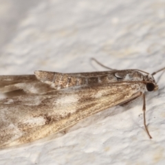 Hygraula nitens at Melba, ACT - 21 Feb 2021 10:52 PM