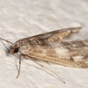 Hygraula nitens at Melba, ACT - 21 Feb 2021 10:52 PM