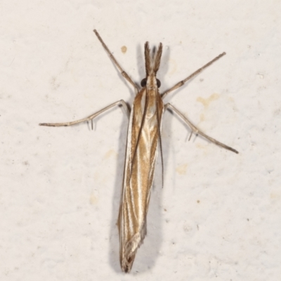 Hednota species near grammellus (Pyralid or snout moth) at Melba, ACT - 21 Feb 2021 by kasiaaus