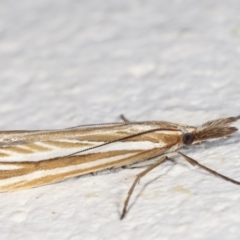 Hednota species near grammellus at Melba, ACT - 21 Feb 2021 10:53 PM