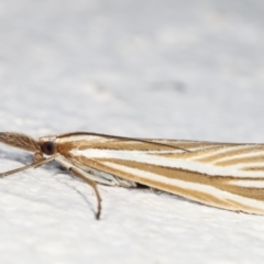 Hednota species near grammellus at Melba, ACT - 21 Feb 2021 10:53 PM