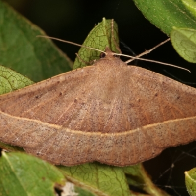 Idiodes apicata (Bracken Moth) at Melba, ACT - 21 Feb 2021 by kasiaaus