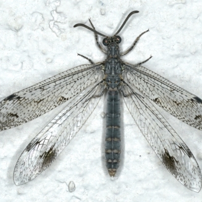 Austrogymnocnemia bipunctata (Antlion) at Ainslie, ACT - 5 Feb 2020 by jb2602