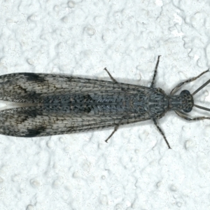 Austrogymnocnemia bipunctata at Ainslie, ACT - 5 Feb 2020