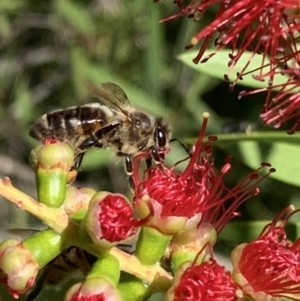 Apis mellifera at Murrumbateman, NSW - 2 Mar 2021 04:33 PM