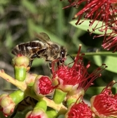 Apis mellifera (European honey bee) at Murrumbateman, NSW - 2 Mar 2021 by SimoneC