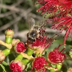 Apis mellifera at Murrumbateman, NSW - 2 Mar 2021 04:33 PM