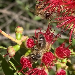 Apis mellifera at Murrumbateman, NSW - 2 Mar 2021