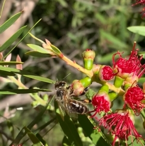 Apis mellifera at Murrumbateman, NSW - 2 Mar 2021