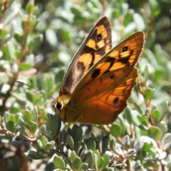 Heteronympha penelope (Shouldered Brown) at Gibraltar Pines - 28 Feb 2021 by MatthewFrawley