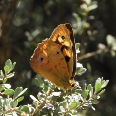 Heteronympha penelope at Paddys River, ACT - 28 Feb 2021