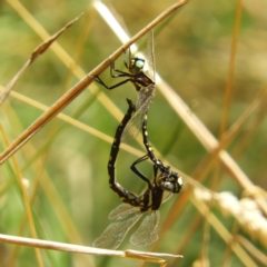 Synthemis eustalacta (Swamp Tigertail) at Namadgi National Park - 28 Feb 2021 by MatthewFrawley