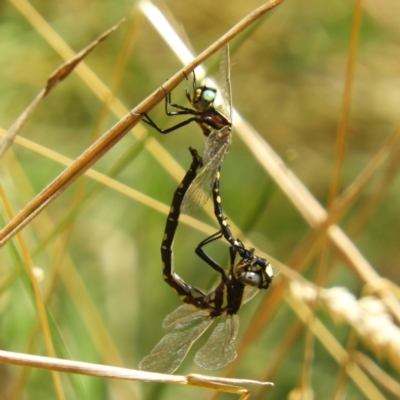 Synthemis eustalacta (Swamp Tigertail) at Paddys River, ACT - 28 Feb 2021 by MatthewFrawley