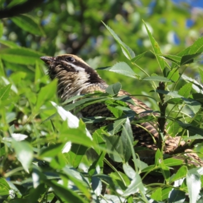 Eudynamys orientalis (Pacific Koel) at Griffith, ACT - 1 Mar 2021 by roymcd