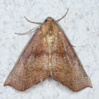 Mnesampela privata (Autumn Gum Moth) at Ainslie, ACT - 1 Mar 2021 by jb2602