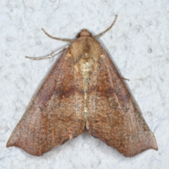 Mnesampela privata (Autumn Gum Moth) at Ainslie, ACT - 1 Mar 2021 by jbromilow50