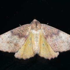 Mnesampela privata (Autumn Gum Moth) at Ainslie, ACT - 1 Mar 2021 by jbromilow50