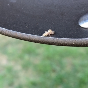 Salticidae (family) at Ainslie, ACT - suppressed