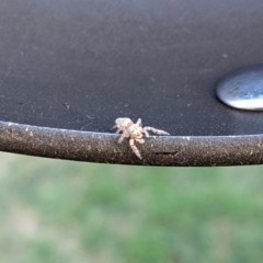 Salticidae (family) at Ainslie, ACT - suppressed