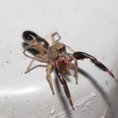 Unidentified Jumping or peacock spider (Salticidae) at Acton, ACT - 28 Feb 2021 by TimL
