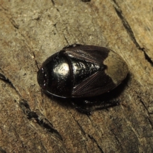 Cydnidae (family) at Conder, ACT - 3 Dec 2016