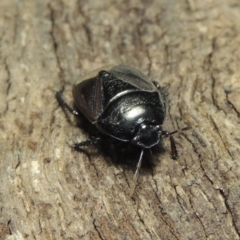 Cydnidae (family) at Conder, ACT - 3 Dec 2016