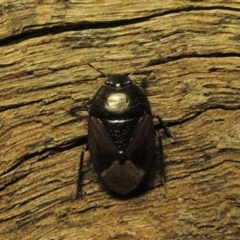 Cydnidae (family) at Conder, ACT - 3 Dec 2016