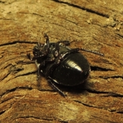 Cydnidae (family) at Conder, ACT - 3 Dec 2016