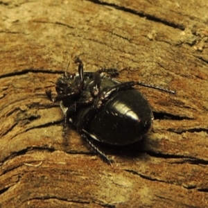 Cydnidae (family) at Conder, ACT - 3 Dec 2016