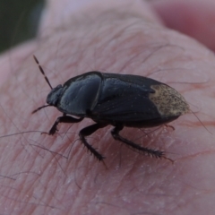 Cydnidae (family) (Burrower bug) at Tuggeranong DC, ACT - 10 Dec 2016 by michaelb