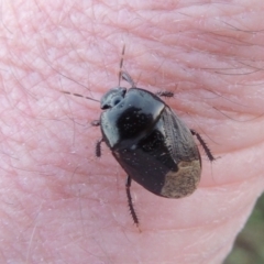 Cydnidae (family) at Tuggeranong DC, ACT - 10 Dec 2016 08:38 PM