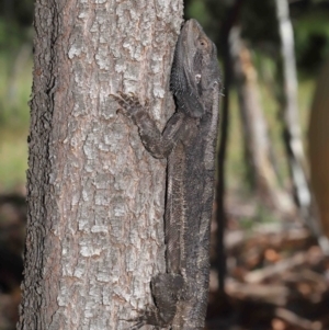 Pogona barbata at Acton, ACT - suppressed