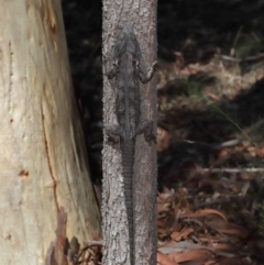 Pogona barbata at Acton, ACT - suppressed