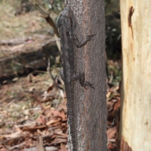 Pogona barbata at Acton, ACT - suppressed