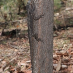 Pogona barbata at Acton, ACT - suppressed