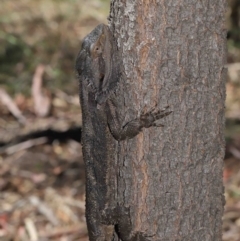 Pogona barbata at Acton, ACT - suppressed