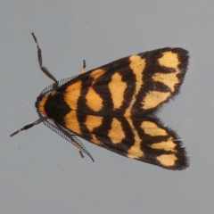 Asura lydia (Lydia Lichen Moth) at Ainslie, ACT - 2 Mar 2021 by jb2602