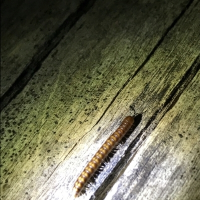 Diplopoda (class) (Unidentified millipede) at Hughes, ACT - 26 Feb 2021 by Tapirlord