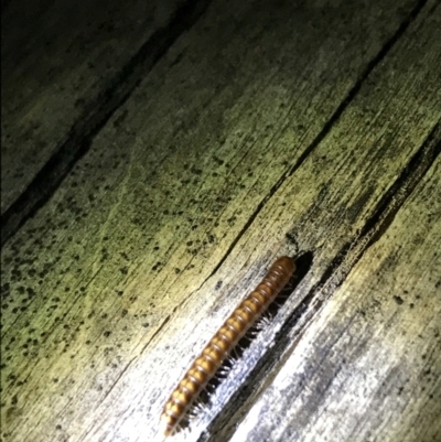 Diplopoda sp. (class) (Unidentified millipede) at Hughes, ACT - 26 Feb 2021 by Tapirlord