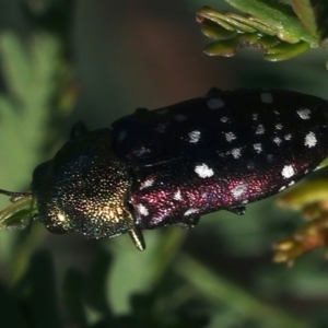 Diphucrania leucosticta at Majura, ACT - 2 Mar 2021 05:16 PM