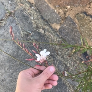 Oenothera lindheimeri at Curtin, ACT - 27 Feb 2021 04:05 PM