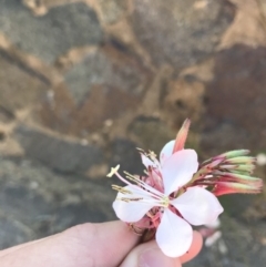 Oenothera lindheimeri at Curtin, ACT - 27 Feb 2021 04:05 PM