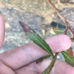 Oenothera lindheimeri at Curtin, ACT - 27 Feb 2021 04:05 PM