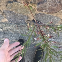 Oenothera lindheimeri at Curtin, ACT - 27 Feb 2021 04:05 PM