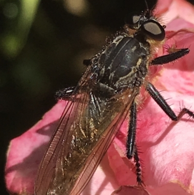 Zosteria sp. (genus) (Common brown robber fly) at Curtin, ACT - 27 Feb 2021 by Tapirlord