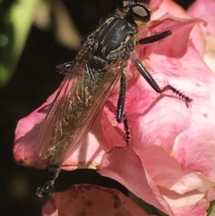 Zosteria sp. (genus) at Curtin, ACT - 27 Feb 2021