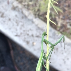 Pseudomantis albofimbriata at Phillip, ACT - 2 Mar 2021