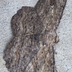 Ectropis excursaria (Common Bark Moth) at Lyneham, ACT - 2 Mar 2021 by Tapirlord