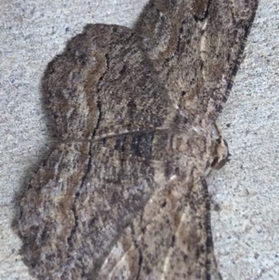 Ectropis excursaria (Common Bark Moth) at Lyneham, ACT - 2 Mar 2021 by Tapirlord