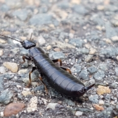 Anisolabididae (family) (Unidentified wingless earwig) at City Renewal Authority Area - 2 Mar 2021 by tpreston